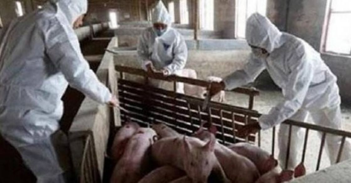 الصين ترصد بؤرة جديدة لحمى الخنازير