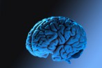 دراسة: اكتشاف خلايا مخ جديدة غريبة الشكل