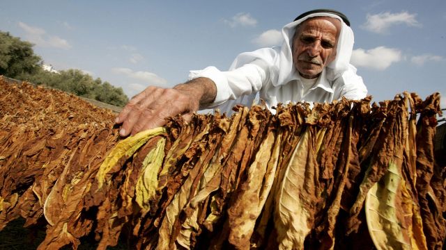 محصول آخر نحو الزوال!