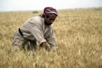 أثر دعم المحاصيل في ريعية القمح والشعير