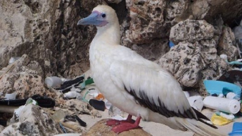 99% من الطيور البحرية تبتلع النفايات البلاستيكية مع حلول عام 2050