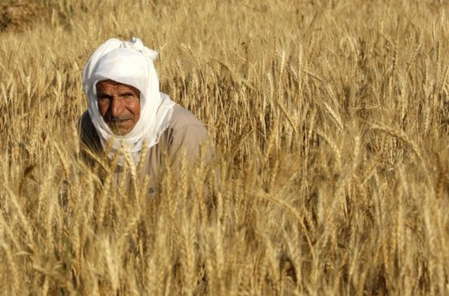 الكفاءة الاقتصادية للقمح القاسي