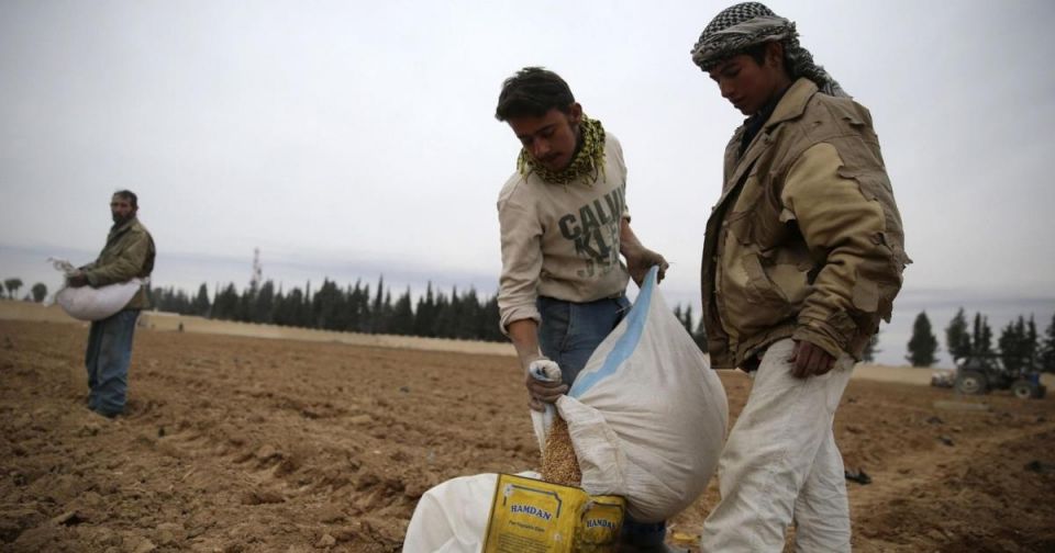 على وقع الحرب والليبرالية القمح يتراجع.. والبدائل التصديرية تتقدم