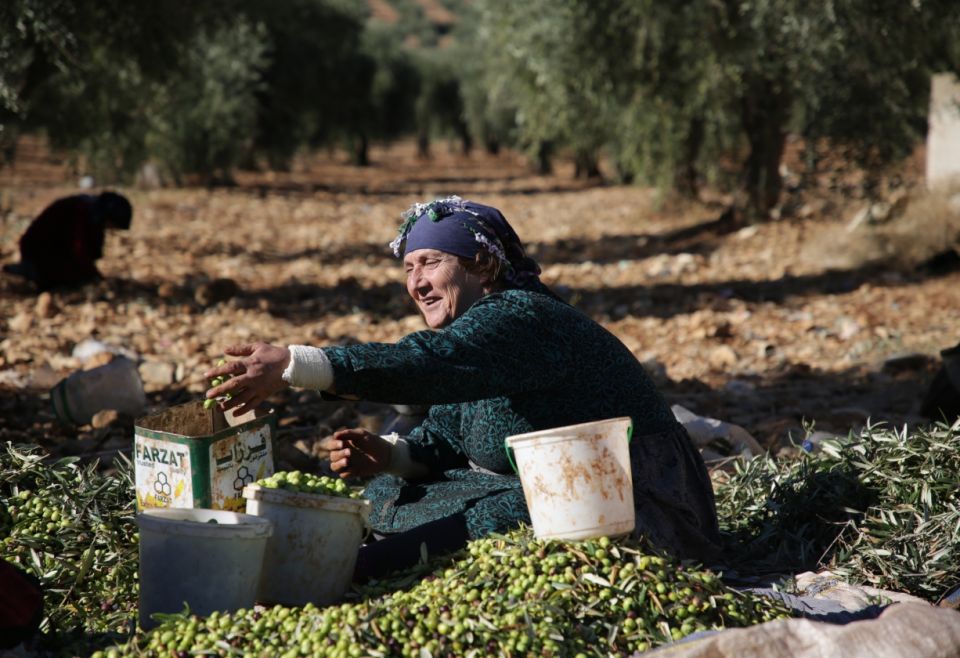 الحكومة السورية تسمح بتصدير 5000 طن زيت زيتون رغم أزمة الغذاء