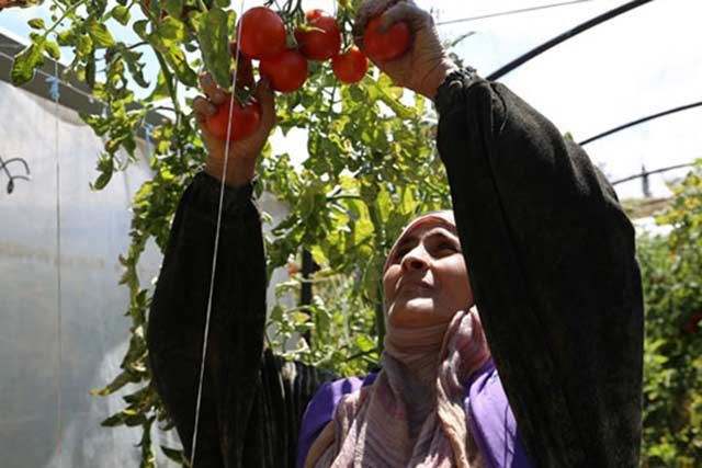 خبر عام وتعليق هام.. &laquo;ليس من الضروري أن يأكل &laquo;المواطن العادي&raquo; بندورة بهذه الظروف&raquo;