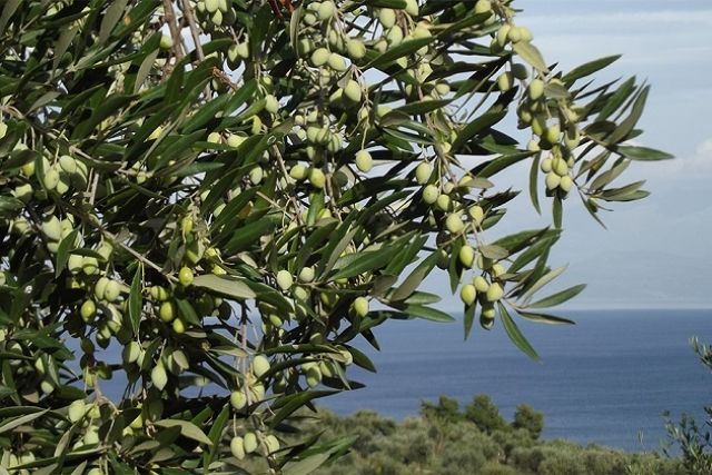 العوامل المؤثرة في إنتاج وتسويق الزيتون