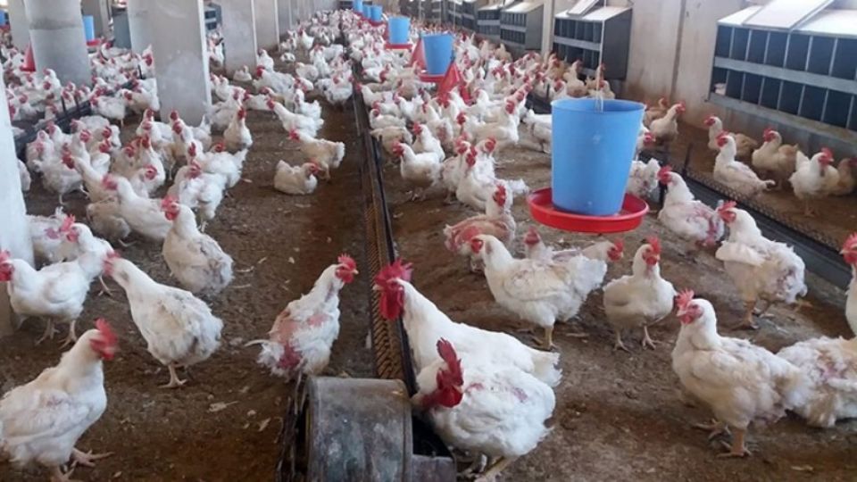 متى تنتهي أزمة قطاع الدواجن؟ صغار المربين والمستهلك المفقر... ضحيتان في حلقة مفرغة