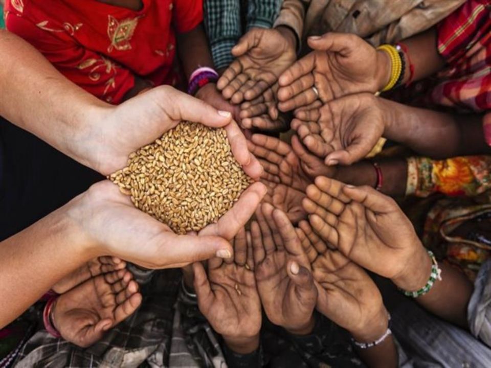 شبح مجاعة عالمية: ارتفاع بورصات القمح الأمريكية والهند تحظر تصديره