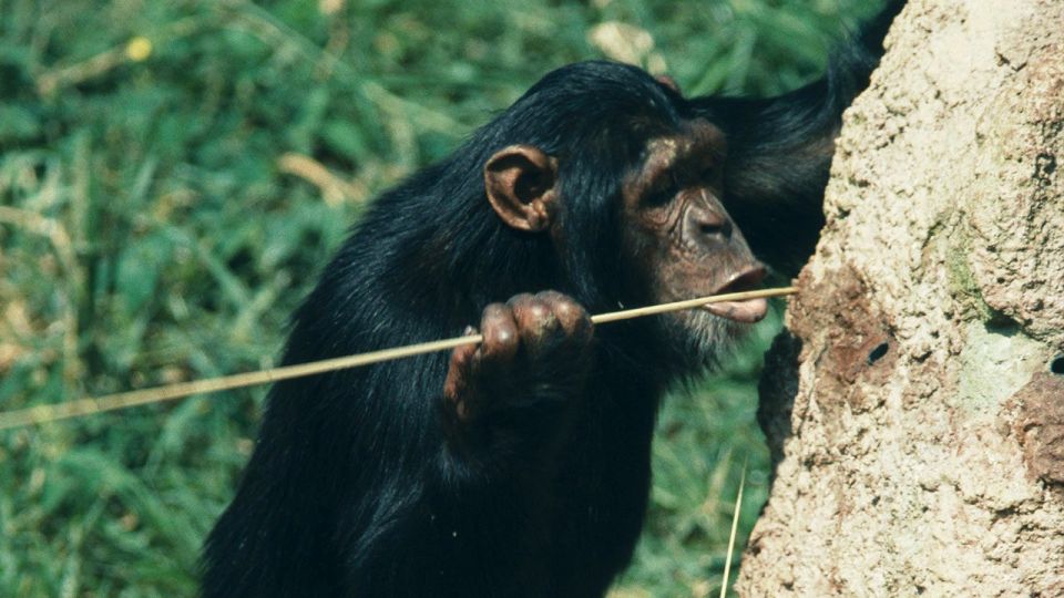 أين حدث «الانفصال» بين القردة والإنسان؟