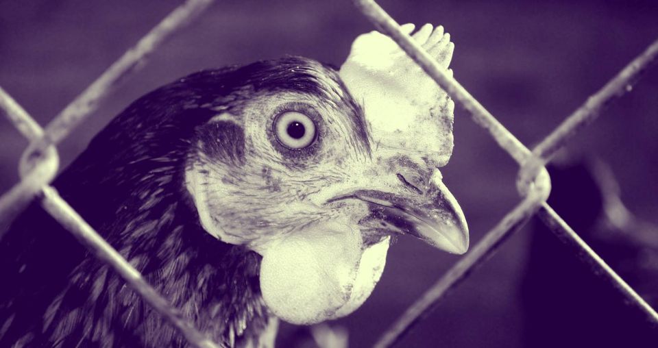 أنفلونزا الشركات