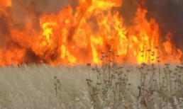 كارثة بيئية في حماه.. من وراءها؟