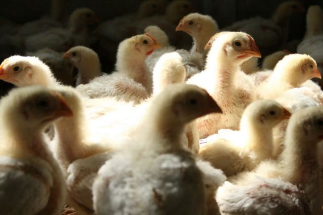 الدواجن خسائر المزارع في 40 يوم 750 ألف..