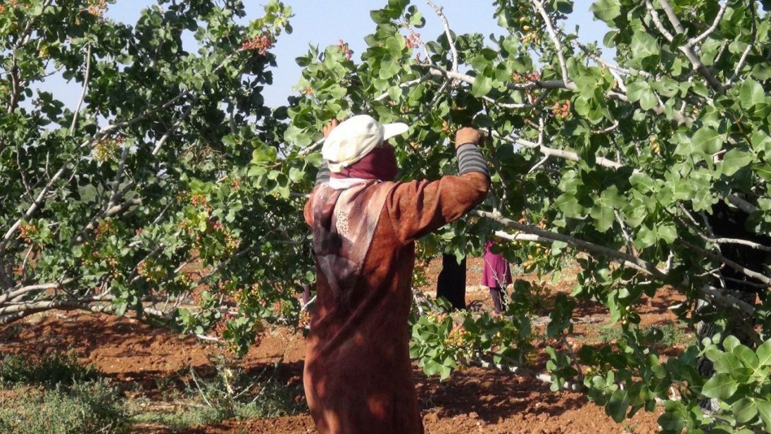 خبر عام وتعليق هام... عدم منح موافقات قلع الأشجار المثمرة وخاصة الحمضيات!