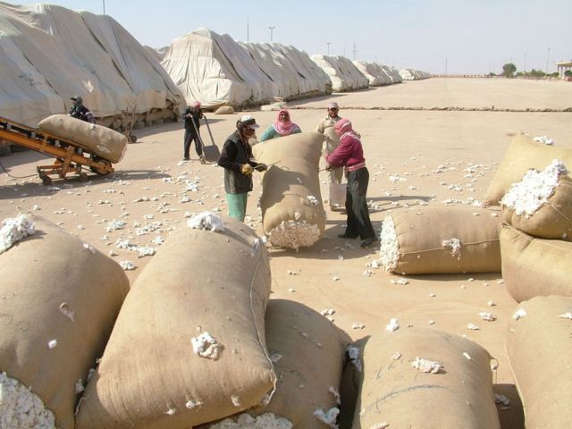 هل يمكن تطوير كفاءة مزارع القطن في القامشلي؟