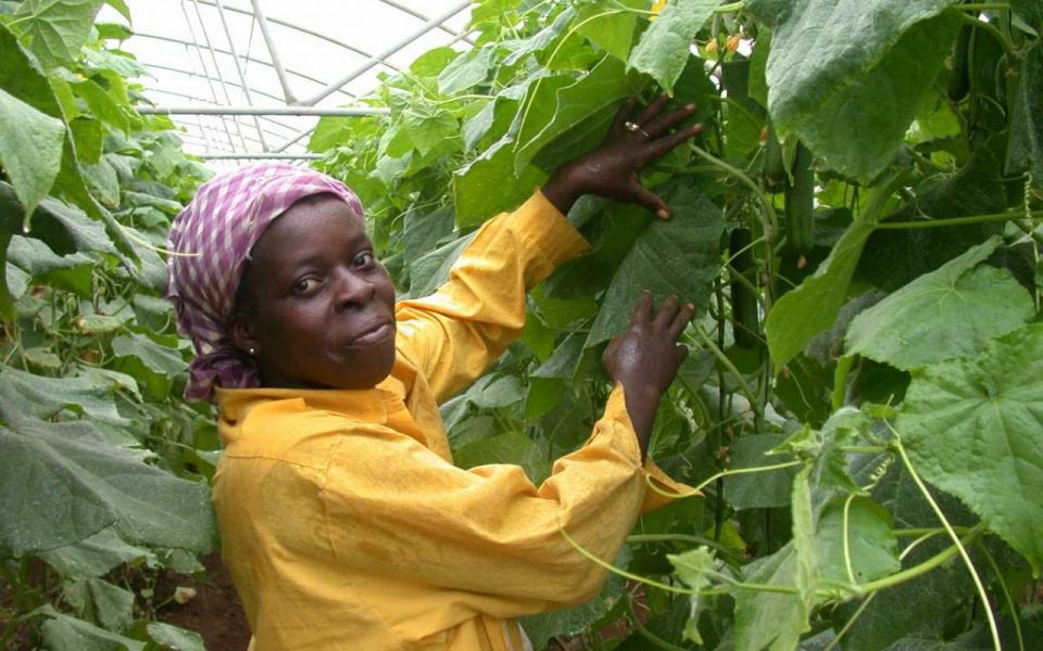 إضاءة على الثورة الزراعية- البيئية في كوبا