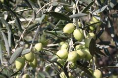 منتجو زيت الزيتون يطالبون الحكومة بتعديل اتفاقية بيع الزيت مع إيران