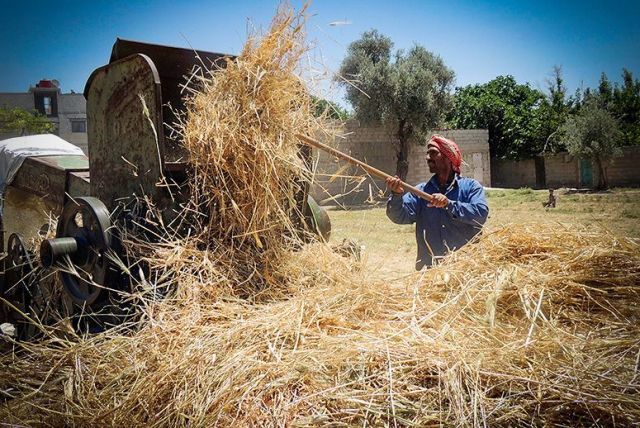 خارطة &laquo;عام القمح&raquo; وفشلها الذريع..