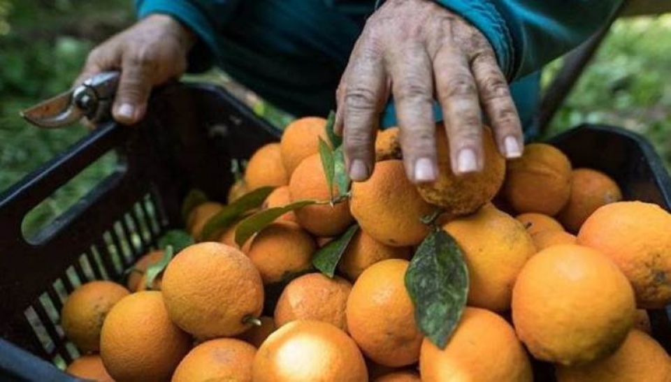 أنباء عن تصدير الحمضيات السورية للعراق اعتباراً من الأسبوع القادم