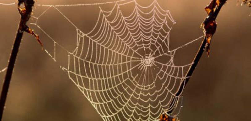 دراسة: خيوط العنكبوت شبكة لجمع البيانات