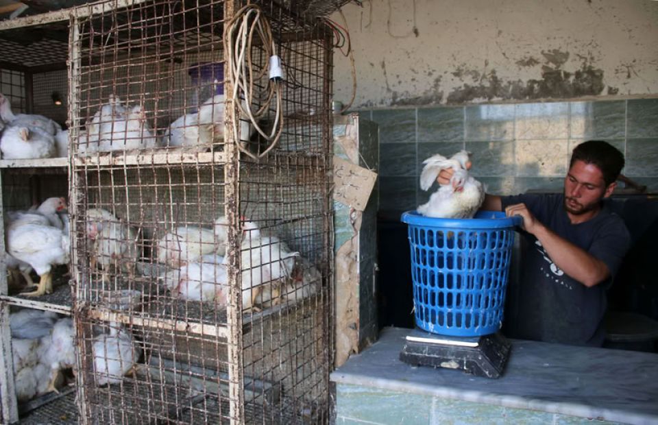 قطاع الدواجن على حافة الانهيار... والسياسات تُكرر المُكرَر