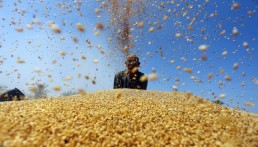 أسرع حصاد قمح في منطقة الغاب.. وأقل إنتاج!