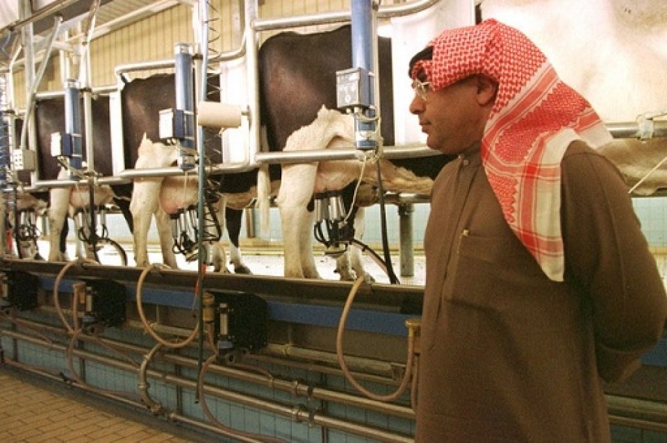 الحليب السوري «ميزة نسبية».. والحكومة تستورد الحليب المجفف