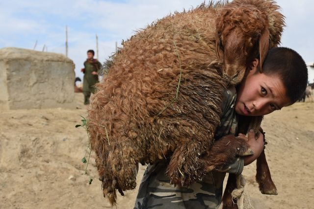 الأضحية بـ 75 ألفاً.. ومربحها 17 ألفاً