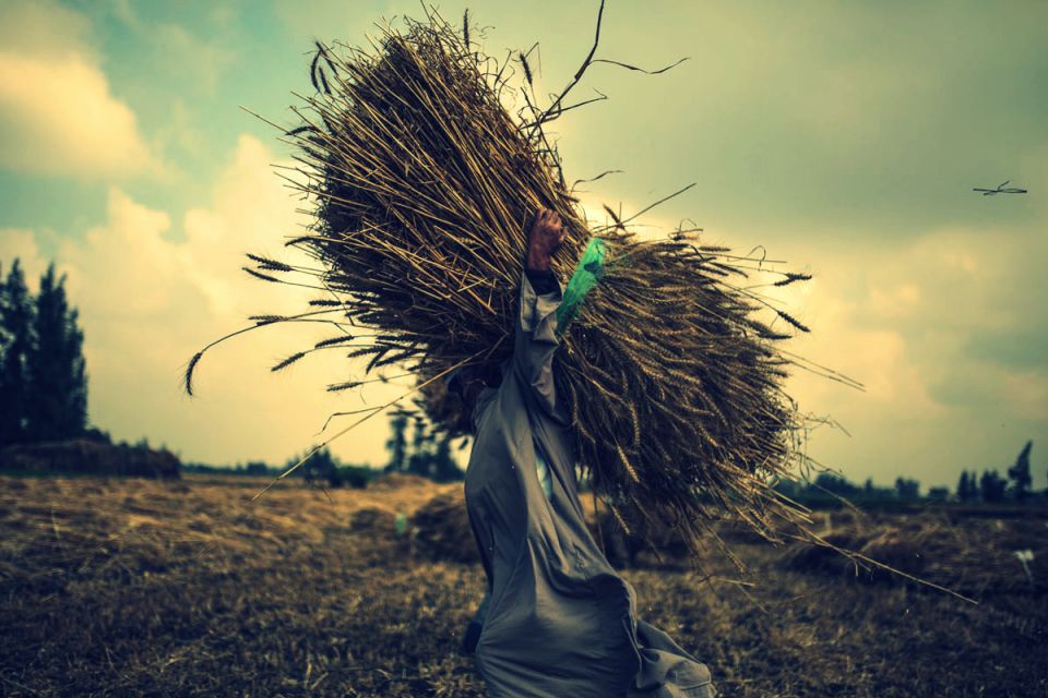 احتياط مصر من القمح يكفي حتى منتصف نيسان