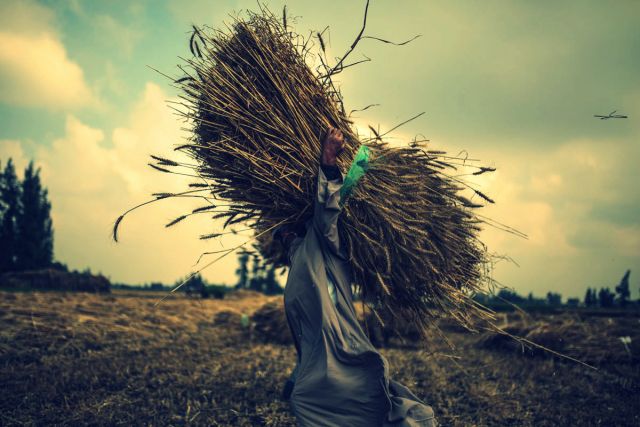 احتياط مصر من القمح يكفي حتى منتصف نيسان
