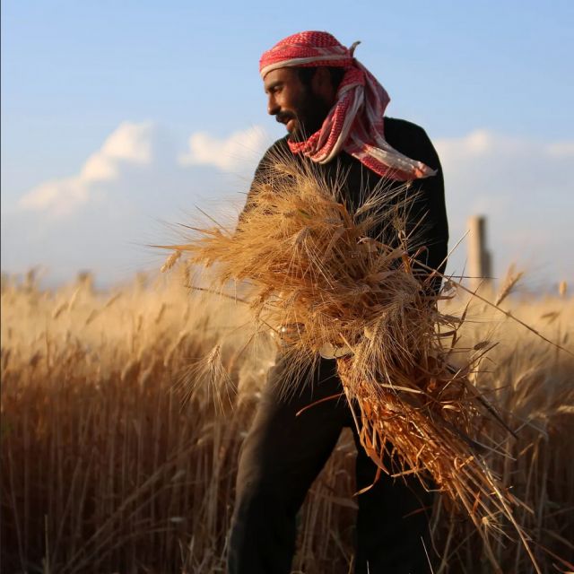 قمح الدّيـر وزيوان الليبرالية والفساد