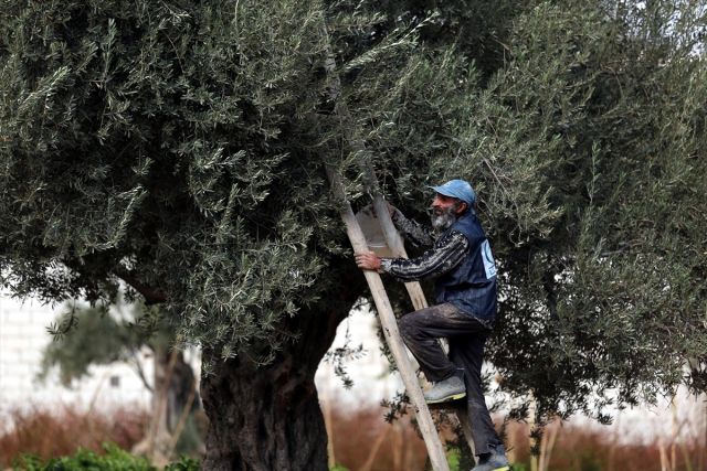 الزيتون.. موسم خسارة جديد