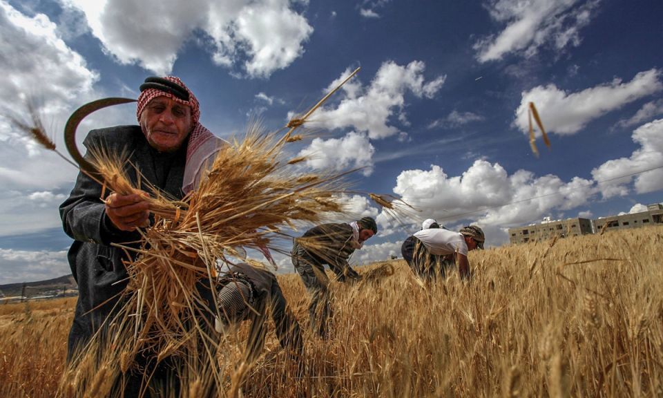 فلاحوا الغاب... يجب العودة إلى الزراعات الاستراتيجية!