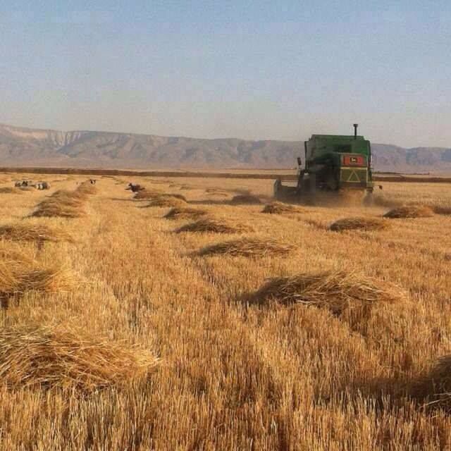 صعوبات تعترض «موسم حصاد الحسكة».. وتجار الدولار يستعدون لجني الأرباح