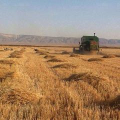 صعوبات تعترض &laquo;موسم حصاد الحسكة&raquo;.. وتجار الدولار يستعدون لجني الأرباح