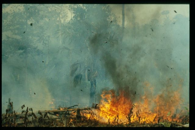 حريق جديد يلتهم الغابات.. فهل من مدانين؟