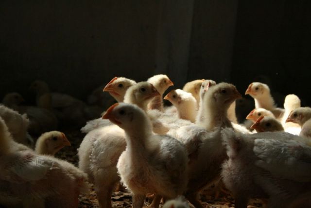 خبر عام وتعليق هام .. أطلق مدير عام مؤسسة الدواجن تحذيراً من احتضار قطاع الدواجن، معتبراً أنه &laquo;يجب إسعافه&raquo; بأسرع فرصة ممكنة