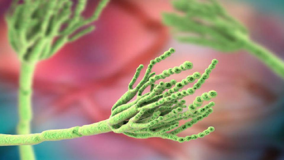 حصان طروادة لمواجهة الأمراض القاتلة