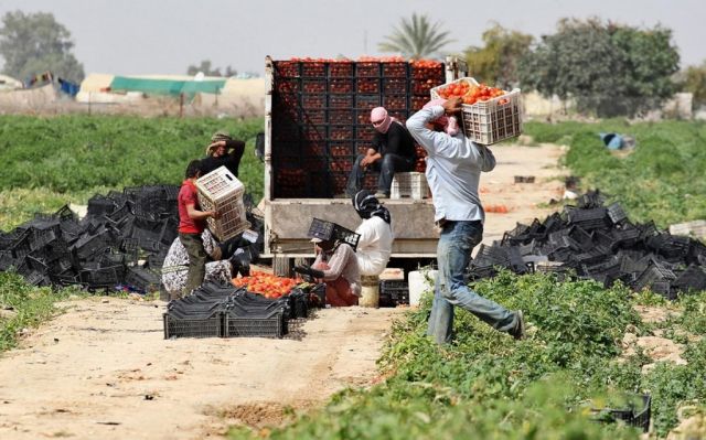 الفلاح يربح من البندورة:  100 ليرة في الكيلو! وربح 33% من التكاليف