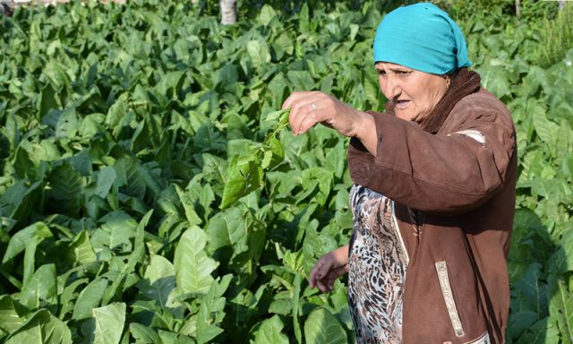 محصول التبغ.. مزيد من تراجع الإنتاج!؟