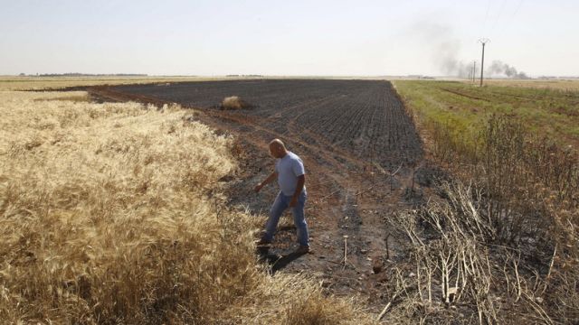 درعا... قمح (ازرع) بلا حصاد..!؟