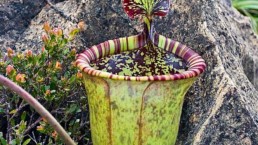 أكثر النباتات المهددة بالانقراض في العالم