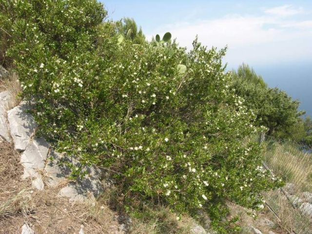 نبات الآس كمستحضر دوائي محلي