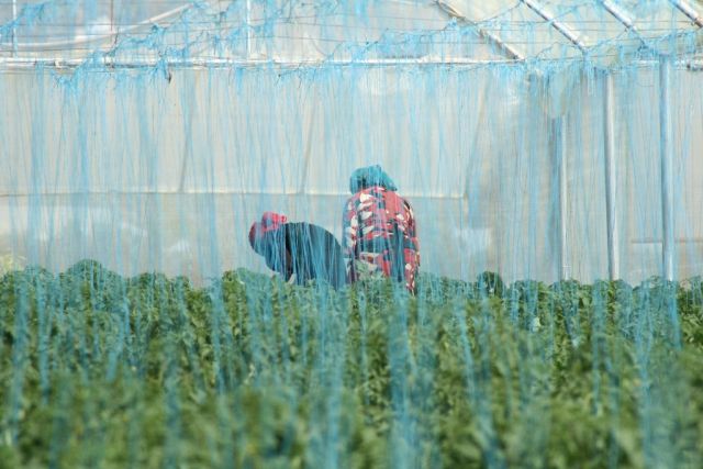 مزارعو الساحل يصرخون فهل من مجيب..!؟