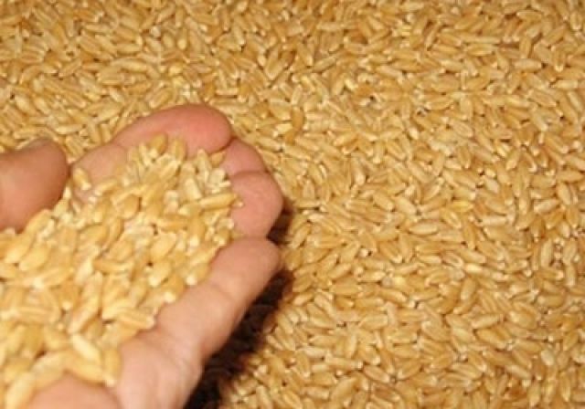 !فرع الحبوب بالحسكة، يصرف الملايين لإصلاح الأعطال