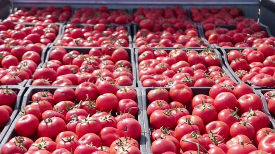 قرار السماح باستيراد البندورة في سورية... من يفوز ومن يخسر؟