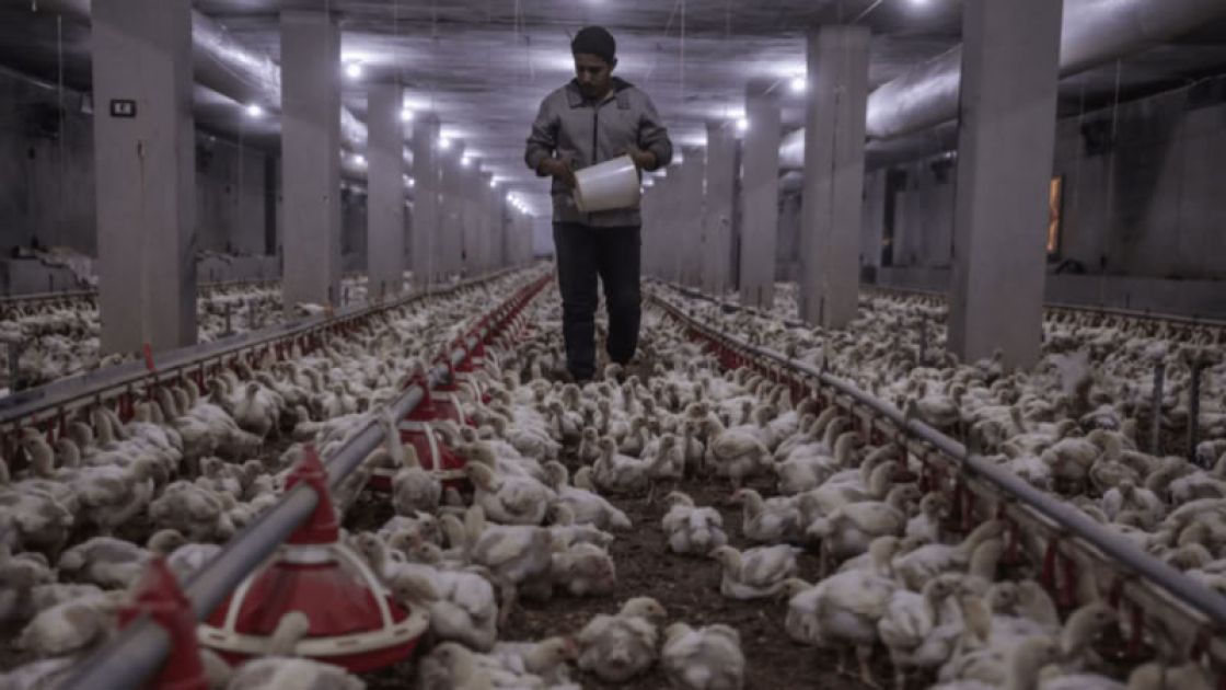 قرار وقف استيراد &laquo;الصوص وبيض الفقس&raquo; خطوة متوازنة أم تحدّ جديد؟!