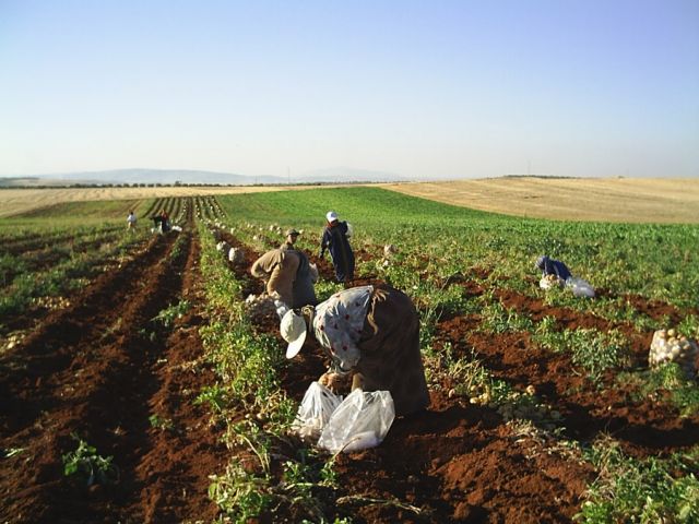 المؤتمرات الفلاحية بدير الزور.. تزايد الخوف من مستقبل زراعي غامض!