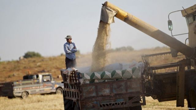 تقنيات الري التكميلي الحديثة للقمح