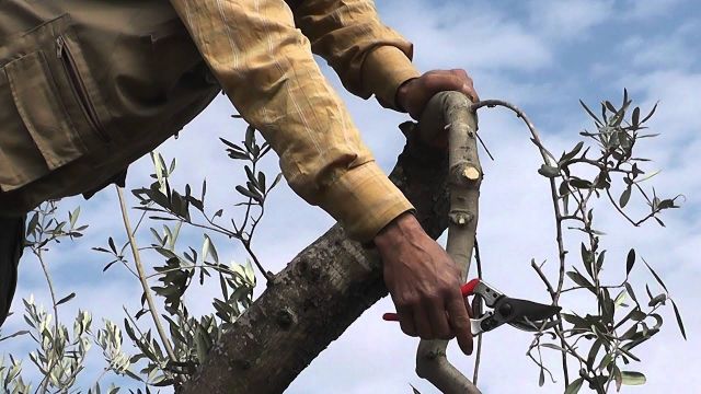 زيتون الساحل..  من حلم المحصول الإستراتيجي إلى (عين الطاووس)