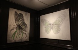 أثر الفراشة.. الضرورة والمصادفة والحرية ((الحلقة الأولى))